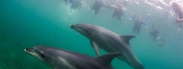Swim with wild dolphins