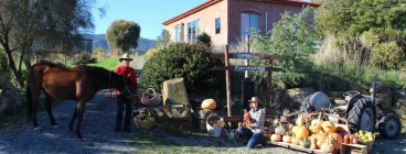 Cherry Top Accommodation Lilydale 1