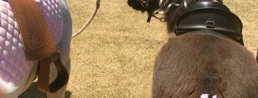 Unicorns