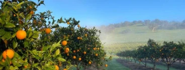 Spring in the Orchard