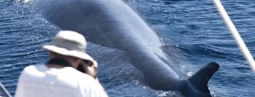 Whales in Paradise