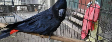 We have both Red and Yellow Tailed Black Cockatoos
