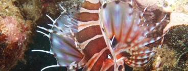 Dive Centre Manly Manly 1