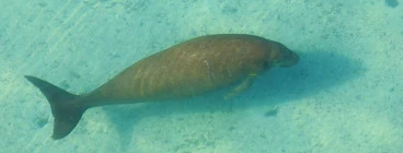 Dugong - Mermaid of the Sea