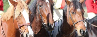 Canberra Riding Club Pony Club Lyneham 1
