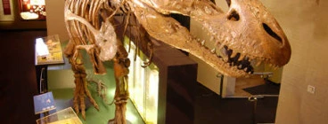 Get face to face with a T.rex