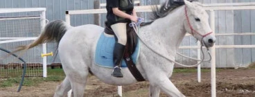 Giddy Up GGs Horse Riding School Diggers Rest 1