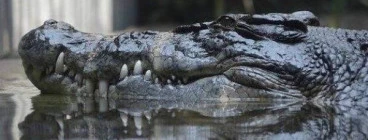 Rex the Saltwater Crocodile