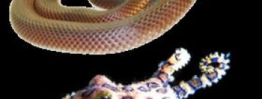 Deadly Australians North Tamborine 1