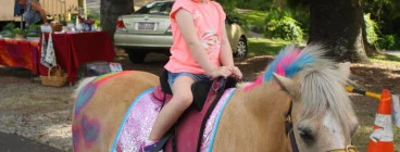 Ponies and Animals 2u Glamorgan Vale 1