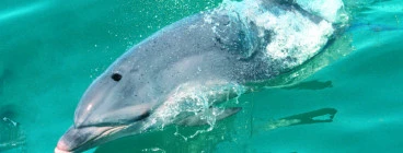 Wild Dolphin Close up