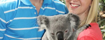 Hold a koala anytime between 9am-4:30pm.
