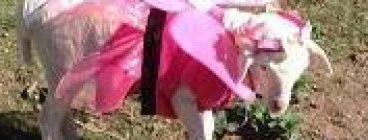 Baby Baas & Tiny Trotters Animal Nursery Launceston 1