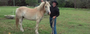 one of 6 top quality Haflingers