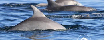 Come & learn about dolphins and their Ocean homes!