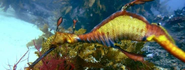 Weedy Seadragon