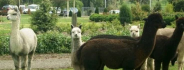 the alpacas