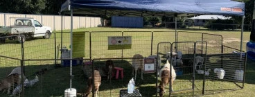 ABC Animal Farm Brisbane 1