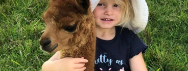 Iris Lodge Alpacas. Jilliby 1
