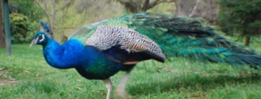 Andrew one of our pet peacocks