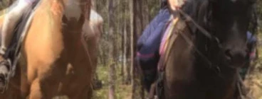 Riding through the woods