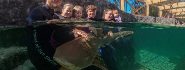 Zebra Shark Encounter in our indoors and heated tropical lagoon