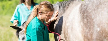 new! Horse vet camp