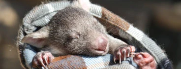 Bonorong Wildlife Sanctuary Brighton 1