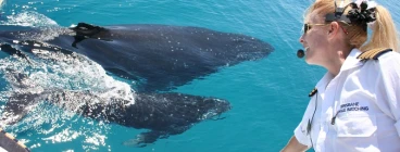 Brisbane Whale Watching Tours Redcliffe 1