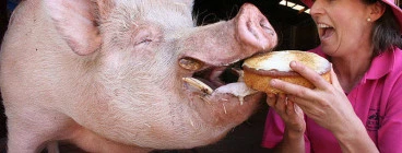 Edgar's Mission Farm Sanctuary Lancefield 1