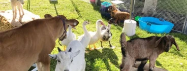 My Little Farm Friends Logan 1