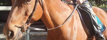 Wa Horse Therapy Woodridge 1