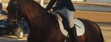 20 years professional experience in riding & training horses