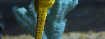 Seahorse World Beauty Point 1