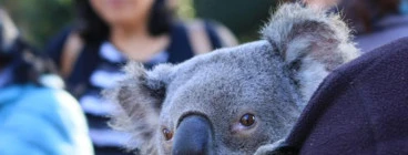 Koala Experience