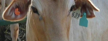 Moo!