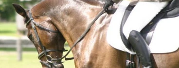 Equestrian Spirit Buccan 1
