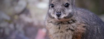 Australia Walkabout Wildlife Park Calga 1
