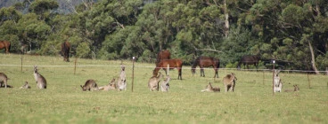 The Man From Kangaroo Valley Trail Ride Kangaroo Valley 1