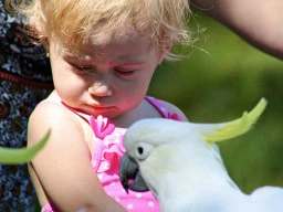 Getting up close with the cockatoo at Royal National Park.