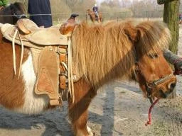 Mobile Farm and Animals Kids Party