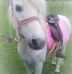 Tandara Ponies Frankford 1