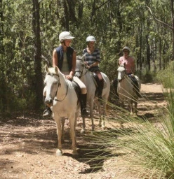 Trail rides through the native forest