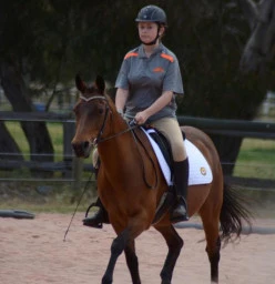Dressage