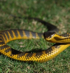 Tiger snake