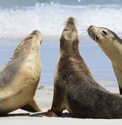 Kangaroo Island Holidays Hectorville 1