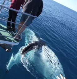 whale at bow of Quick Cat II