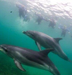 Swim with wild dolphins