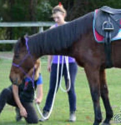 Coolbadahec Beaudesert 1