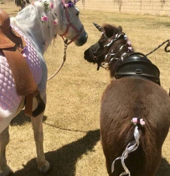Unicorns